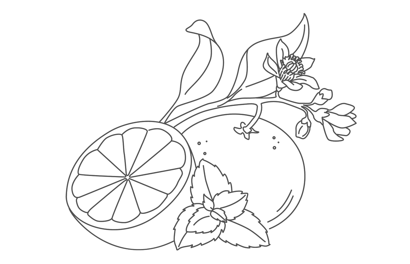 grapefruit and mint shave care illustration