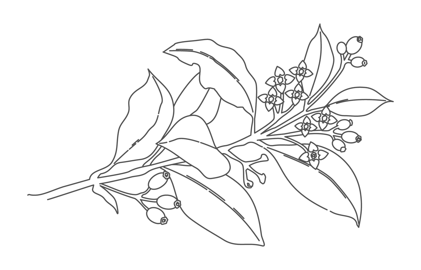 sandalwood shave care illustration