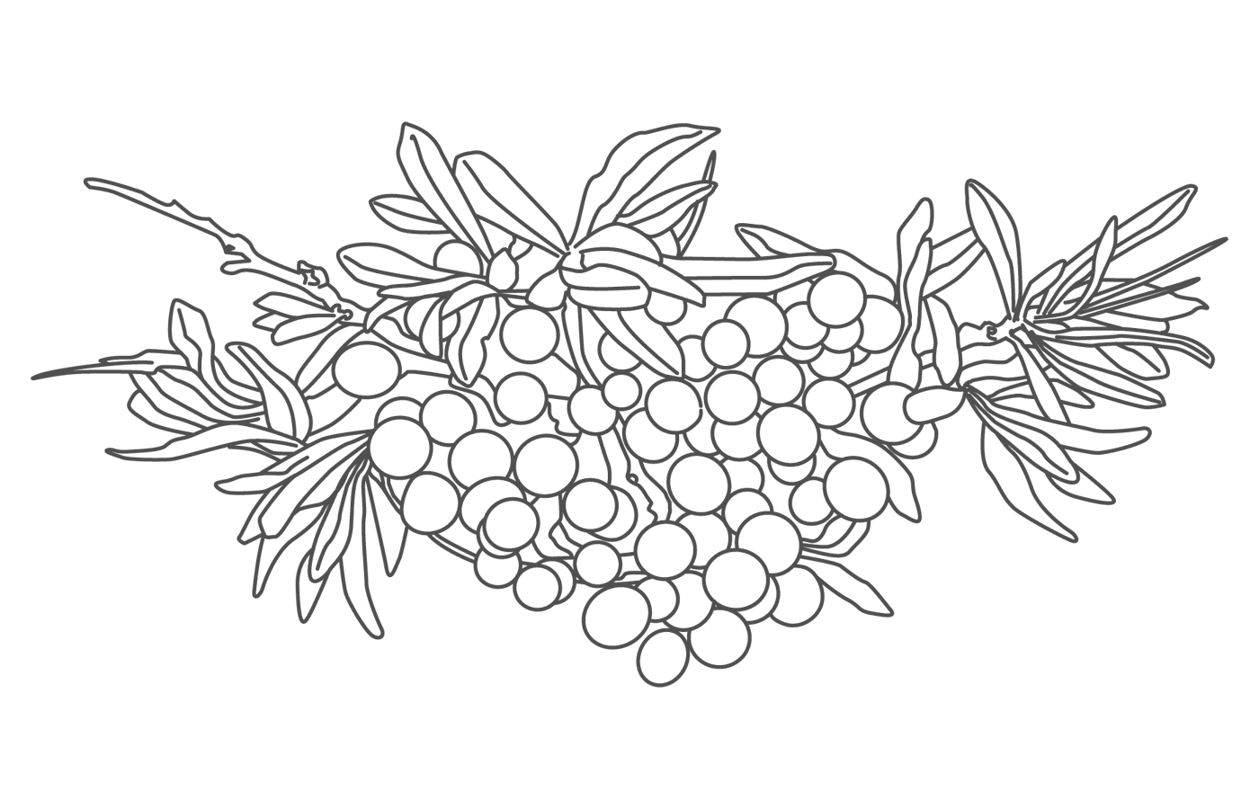 sea buckthorn shave care illustration